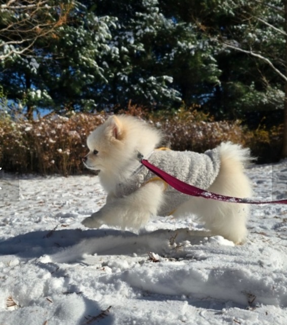 애견유치원-서용석-맥스클래스