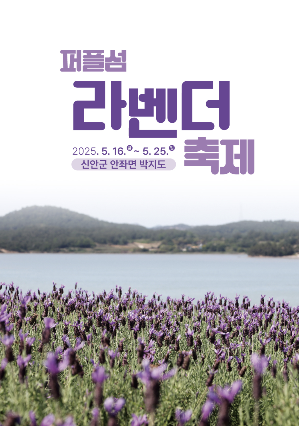 신안 퍼플섬 라벤더 축제
