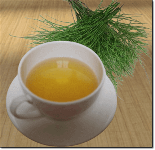 규소가 풍부한 쇠뜨기