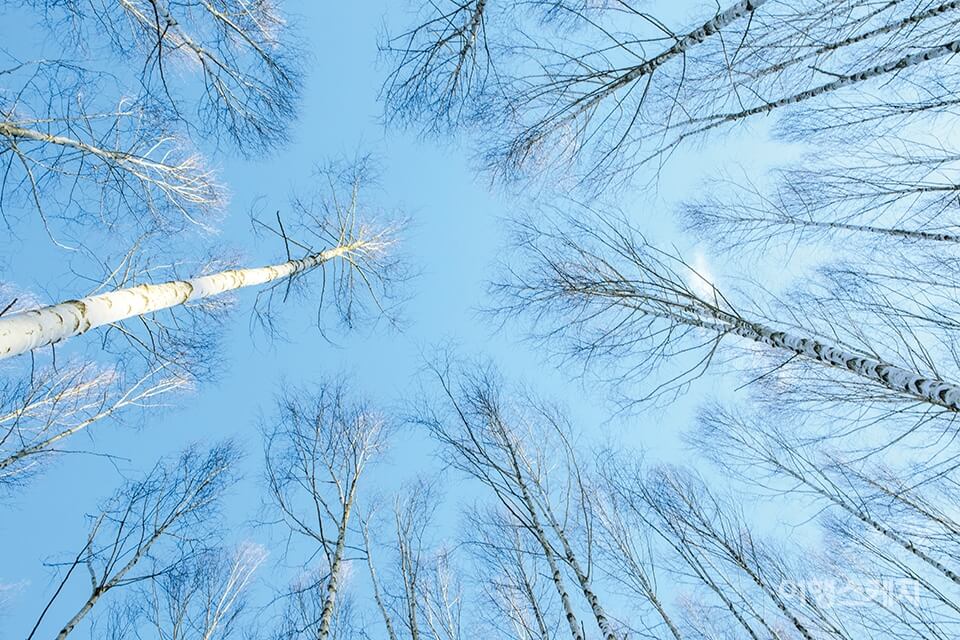설연휴 국내 여행지 추천 - 인제 자작나무 숲