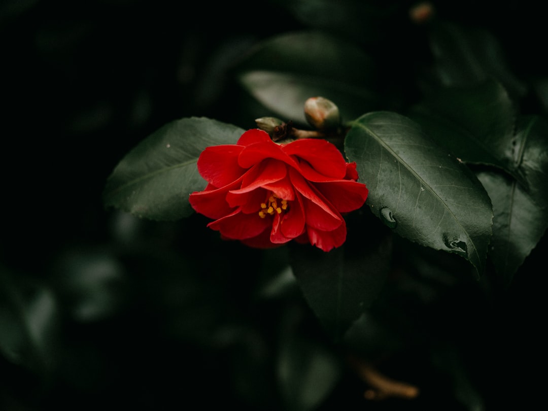 Camellia