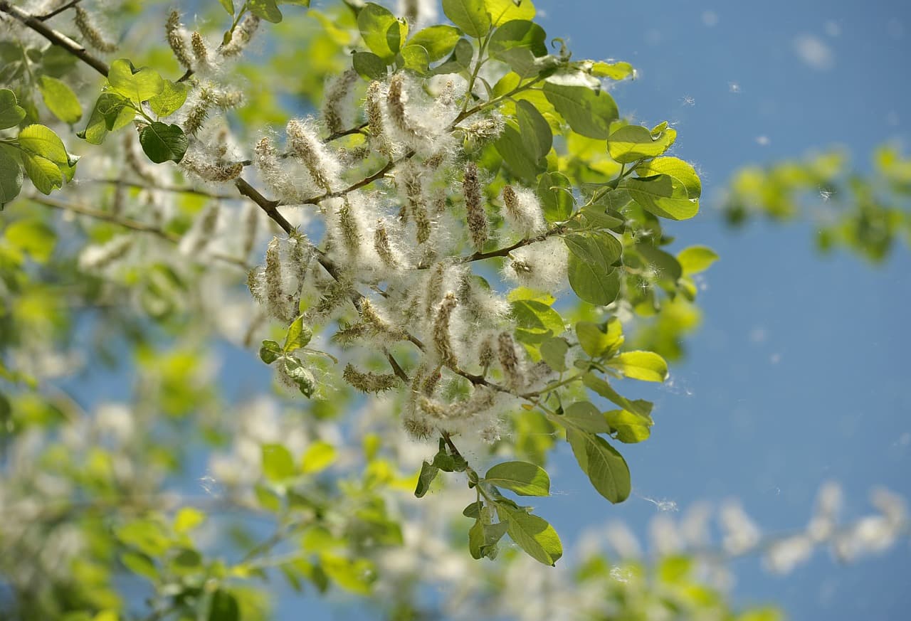 포플러 섬유(Poplar Fiber): 친환경 대체섬유 산업의 새로운 가능성