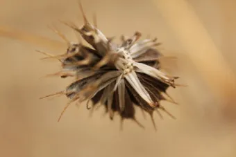 도깨비바늘 귀침초 자연이 준 해독의 명약 건강 효과_12