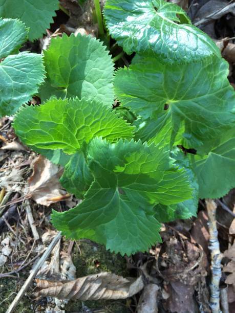 곰취 &mdash; 항산화 성분으로 면역력 강화