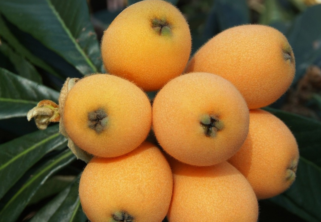 비파-항산화제-베타카로틴-비타민A-폴리페놀-클로로겐산-피부미용