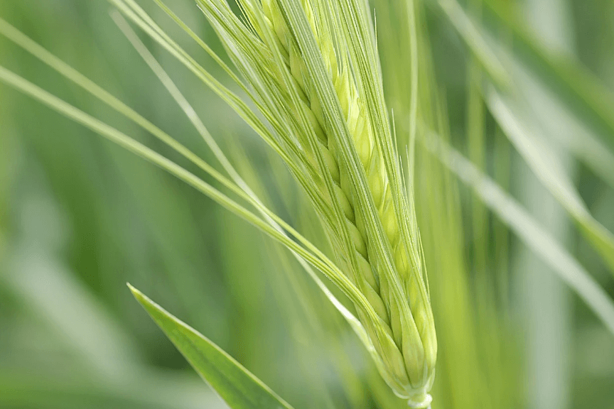 고창청보리축제