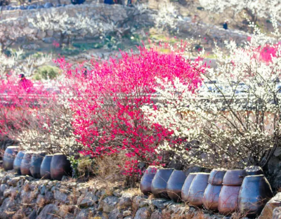 광양매화축제