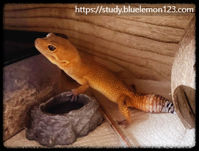 레오파드 게코 새끼 키우기 가이드