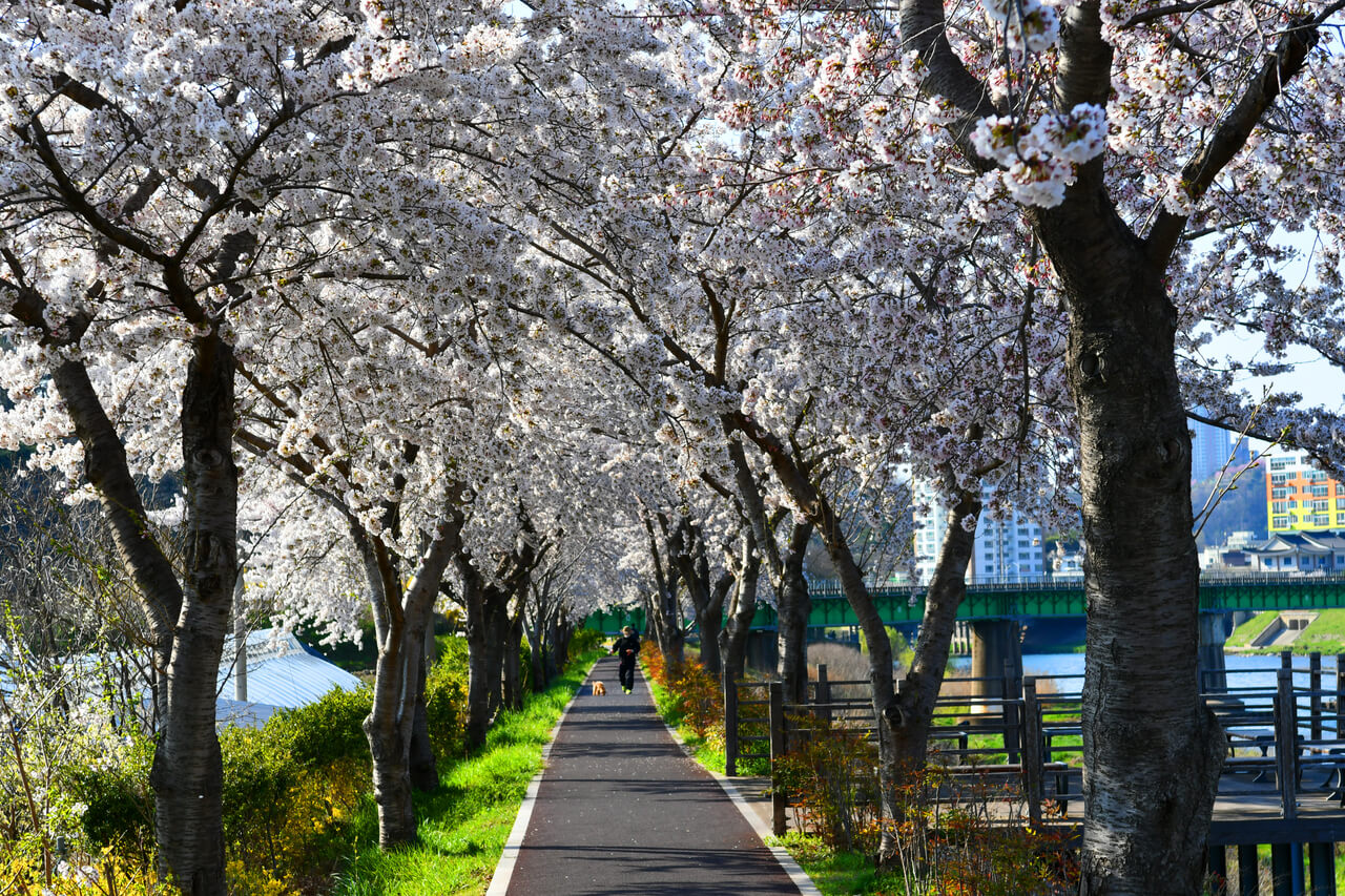 벚꽃 자전거길