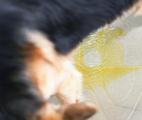 강아지가 혈뇨를? 방광염과 결석 원인, 증상, 예방법 총정리