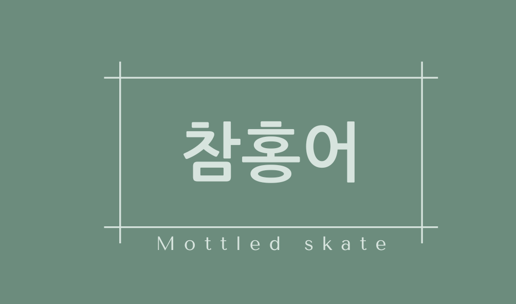 참홍어(Mottled skate)