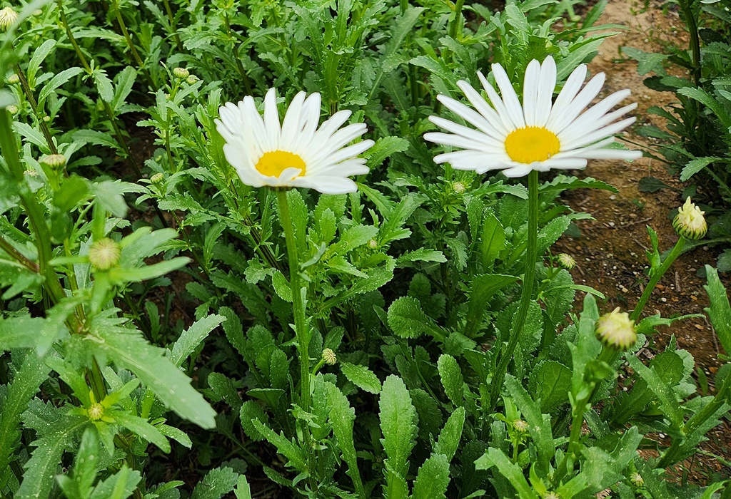 샤스타데이지 Shasta daisy