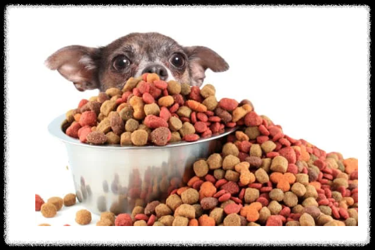 강아지 사료 급여량 계산 가이드