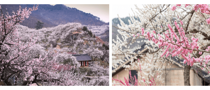 3.광양매화마을