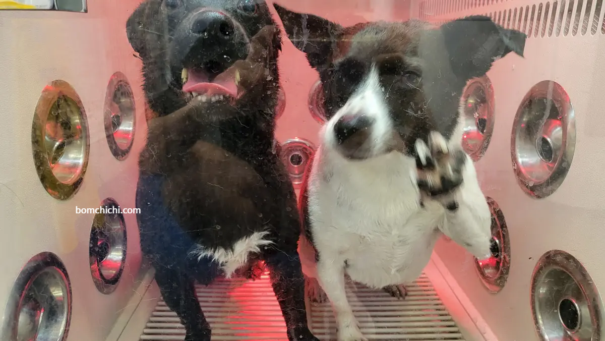 펫드라이룸 문을 긁고 있는 강아지 해치와 보미