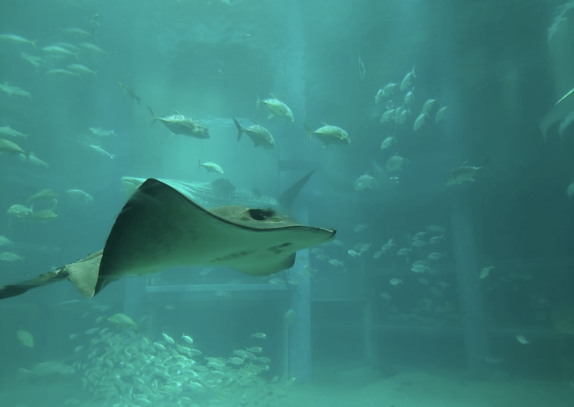 오사카 가족여행 추천코스 (아이와 가기 좋은 실내·야외 BEST 7)관련사진