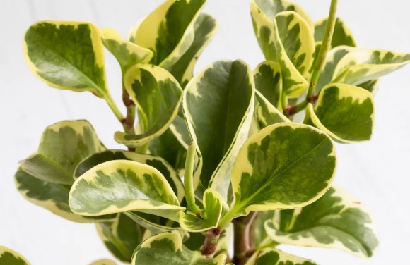 [식물키우기] 페페로미아 키우기 관리법 - 물주기, 햇빛, 온도, 습도, 흙(토양), 비료