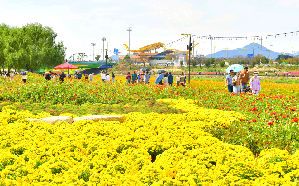 국화 등 가을꽃