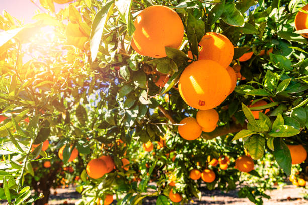 하루에 과일 2~3회 섭취하면 피부 가려움 완화에도 큰 도움이 됩니다