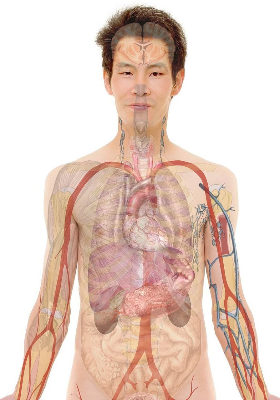 (건강) 피부와 장기, 인체의 거울