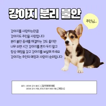 견주라면 알아야 하는 강아지 분리불안 해결법_5