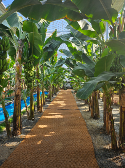 생생정보 가수 홍경민의 전남 함평 나비대축제 한옥전원마을 화랑식당 바나나 생태나라 정보