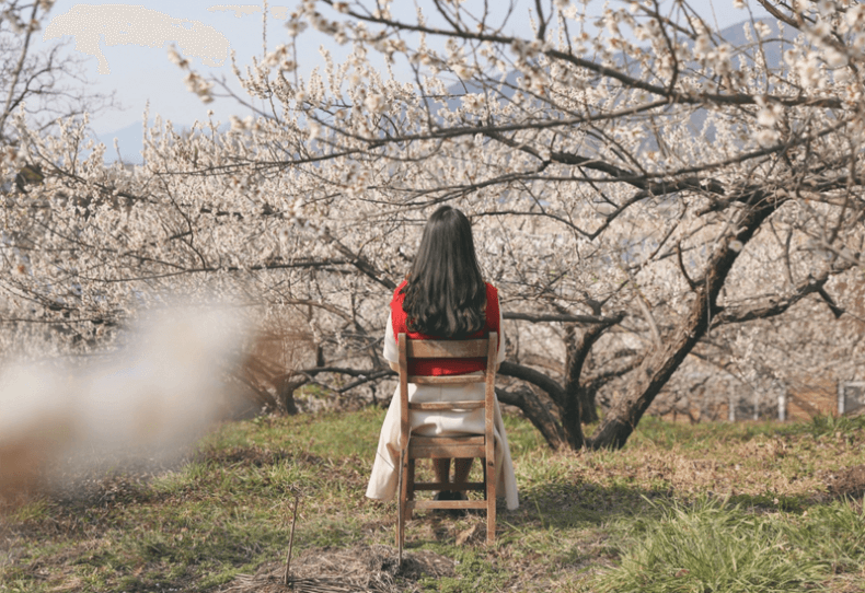 2023 광양 매화축제 매화마을