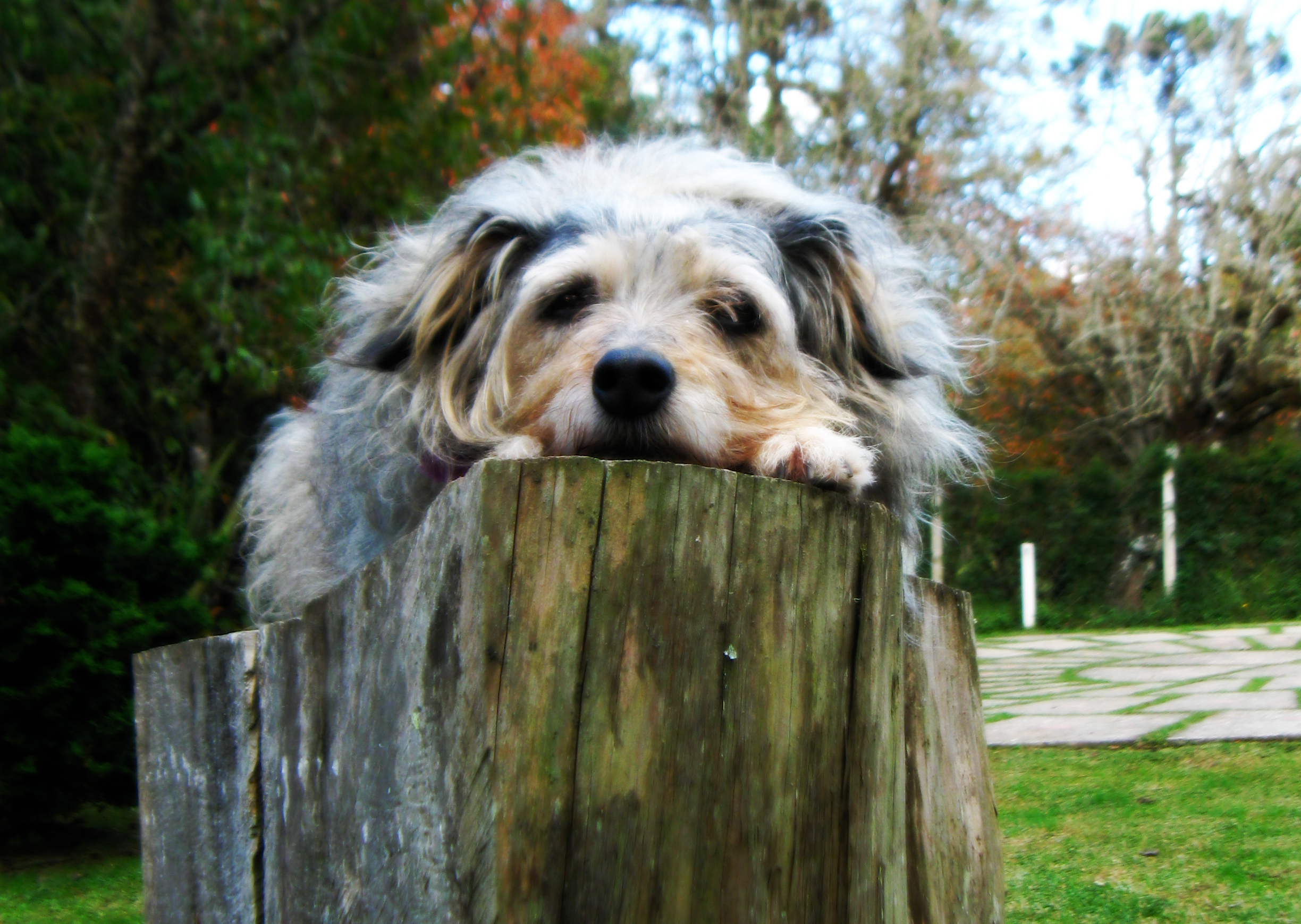 반려동물 호텔 관련 사진
