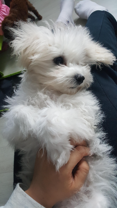 강아지 혼자 집에 있을 때 준비해야 할 것들