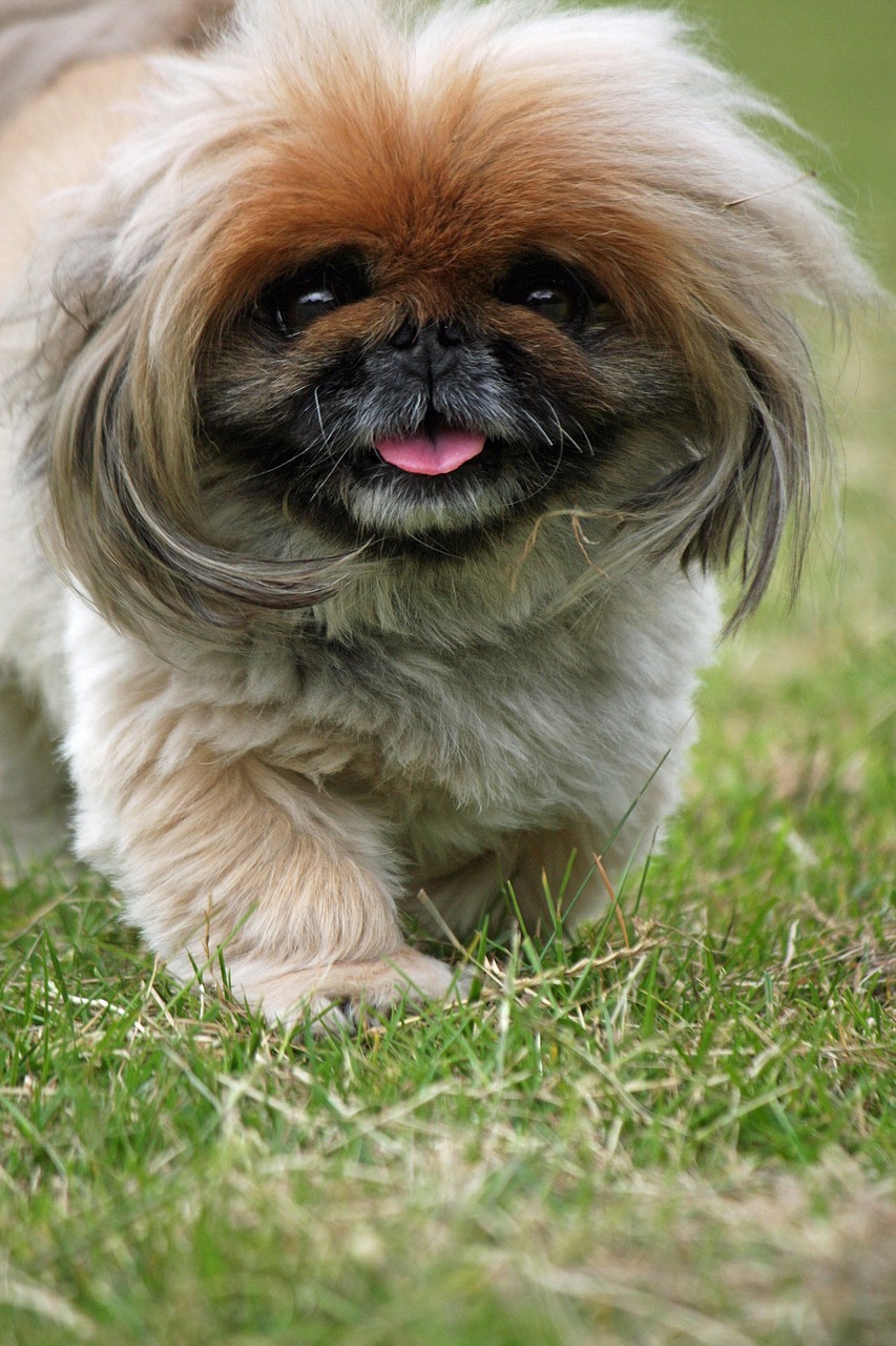 페키니즈(Pekingese)3