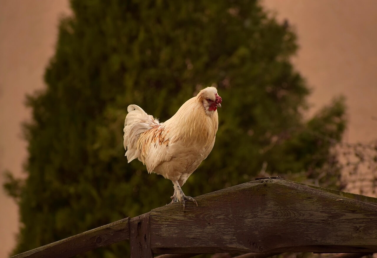 2025년8월3일~10일띠별운세