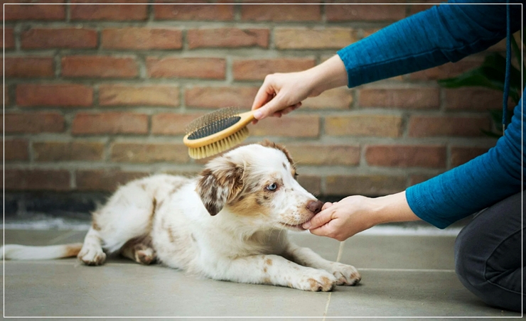 반려동물학과전문대