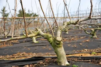 무화과 재배 가지 전정 하우스 보온 수확 연장_6