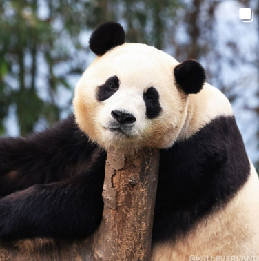 푸바오 작별 배웅행사 마지막 모습 보기