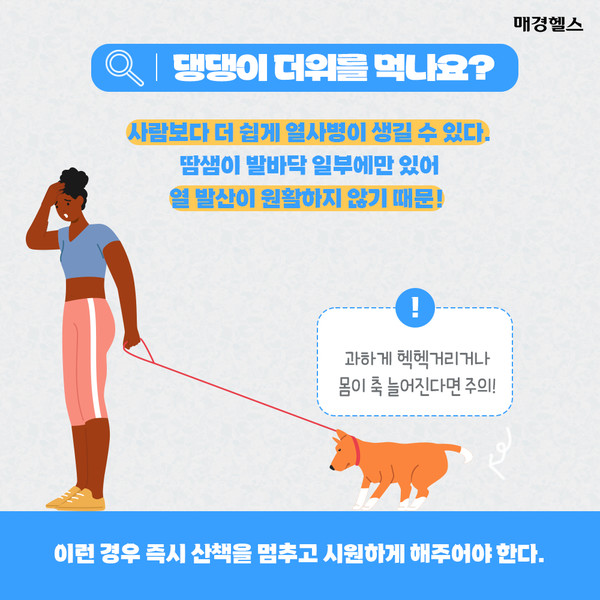 햇빛 아래에서 강아지가 더위를 느끼는 모습