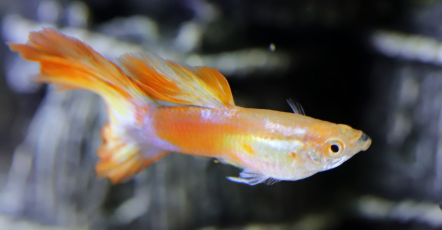 금붕어 vs 구피, 초보자에게 더 좋은 어류는?
