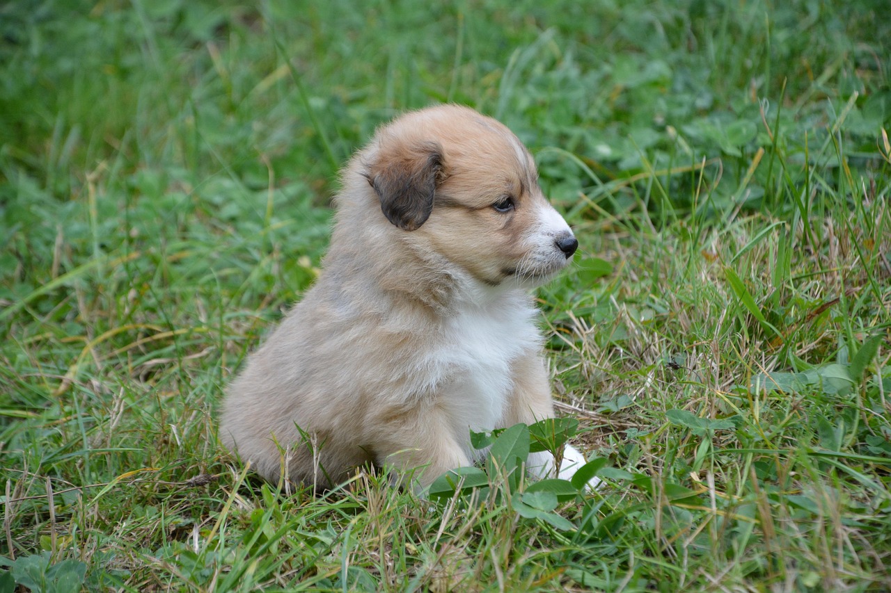 애견미용 관련사진