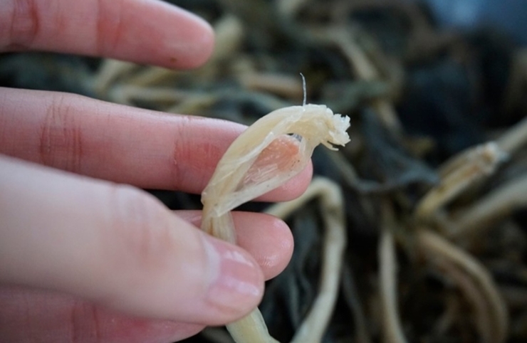 말린 무청 삶는법 시래기 보관법