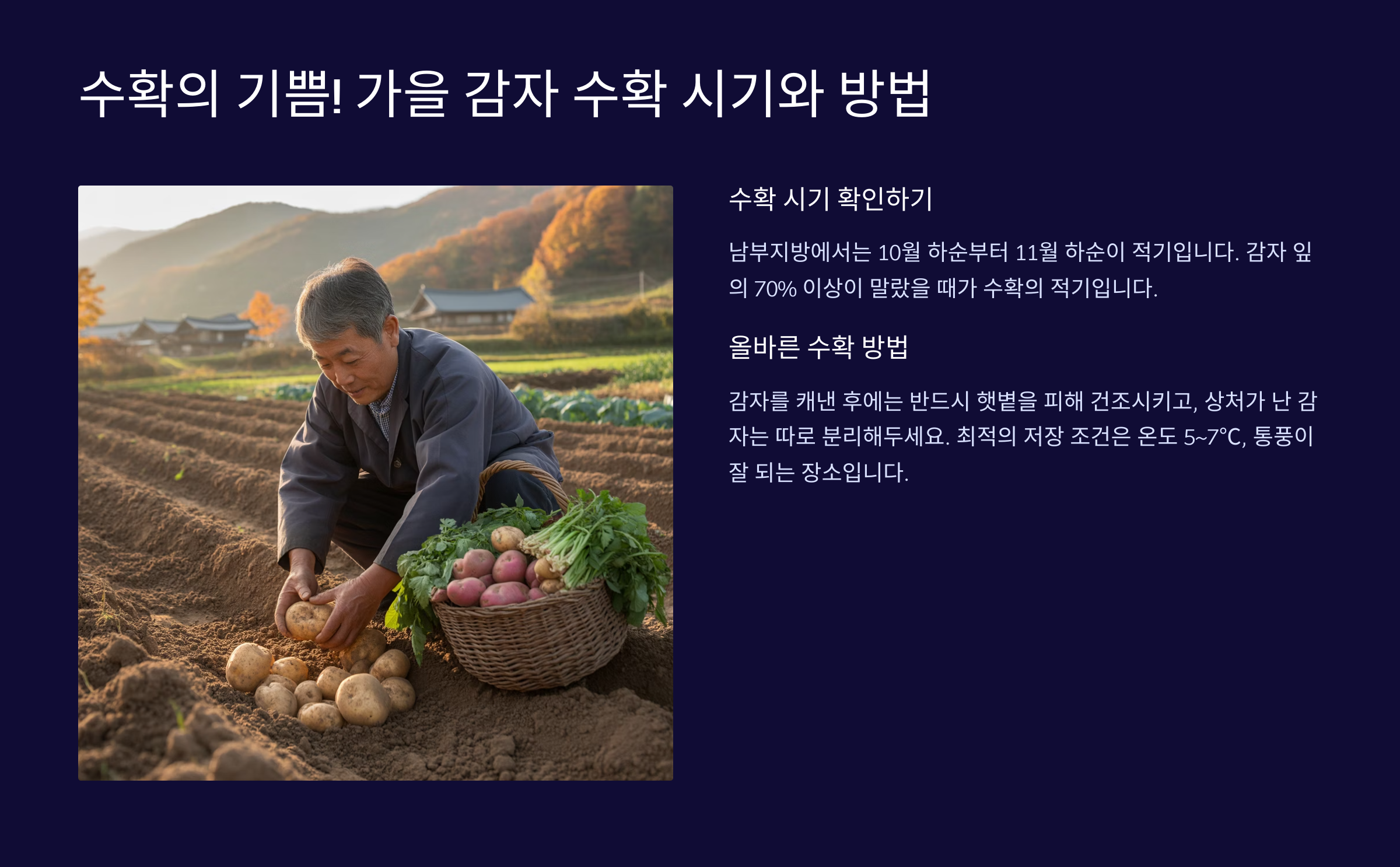 수확의 기쁨! 가을 감자 수확 시기와 방법