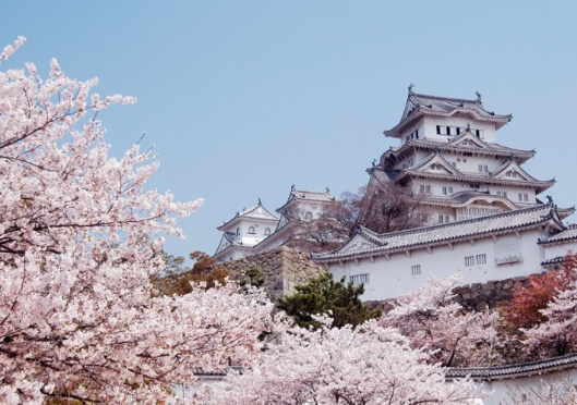 아오모리 벚꽃명소