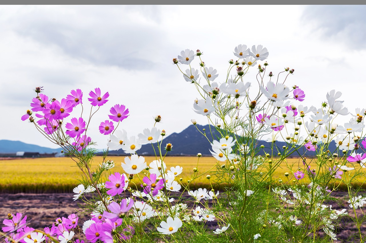 국민 연금 수령나이 및 환급금 받기와 연금 예상 수령액
