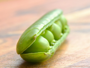 완두콩 파종시기와 심는시기 그리고 재배법 수확시기 총정리