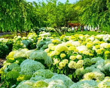 공주 수국축제 유구색동 수국 정원 꽃축제_7