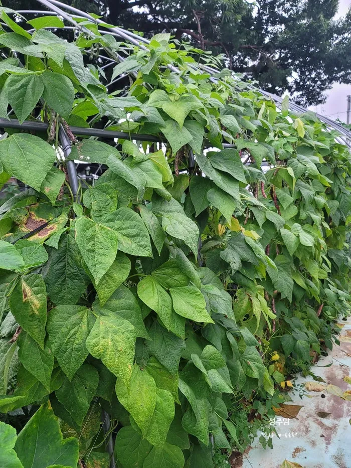 콩 재배 파종 깊이 잡초 억제 멀칭 가뭄 대비_7