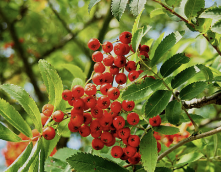 마가목 효능 부작용 먹는 방법 재배 열매&amp;#44; 나무 총정리