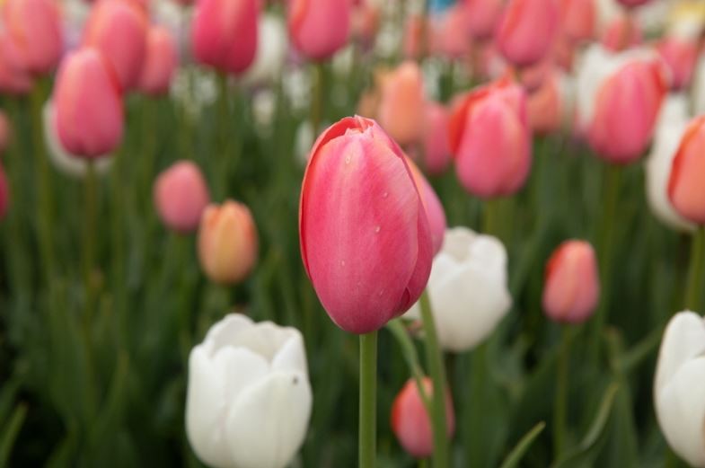 세계 튤립 꽃 박람회란?