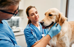 강아지사진/출처:어도비스톡