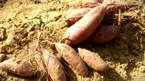 고구마재배-고구마-수확시기-밤고구마-캐기-수확