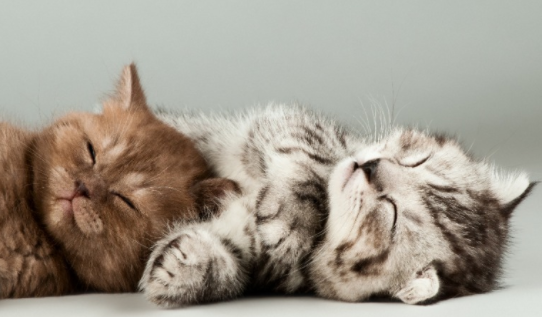 잠자는-아기-고양이들