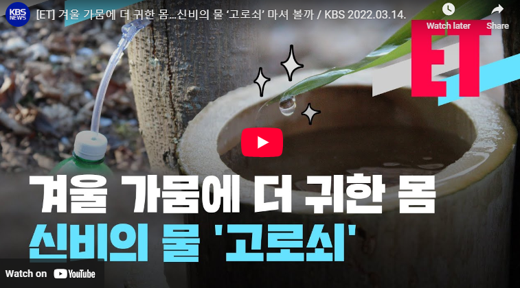 고로쇠물 효능 뜻 유래 부작용 먹는법 채취 방법